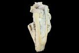 Fossil Oreodont (Merycoidodon) Skull - Wyoming #134347-6
